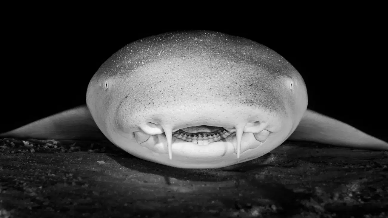 Black and white portrait of a shark in the Maldives