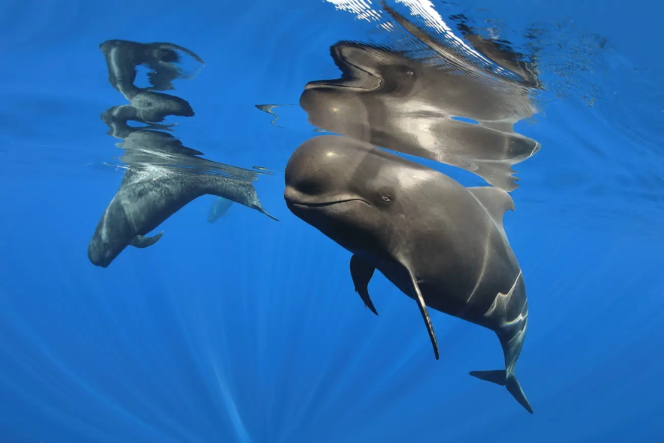 Pilot whales in Tenerife