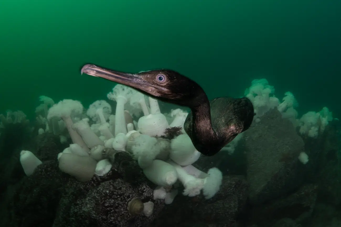 Cormorant underwater at Metridium Fields in California