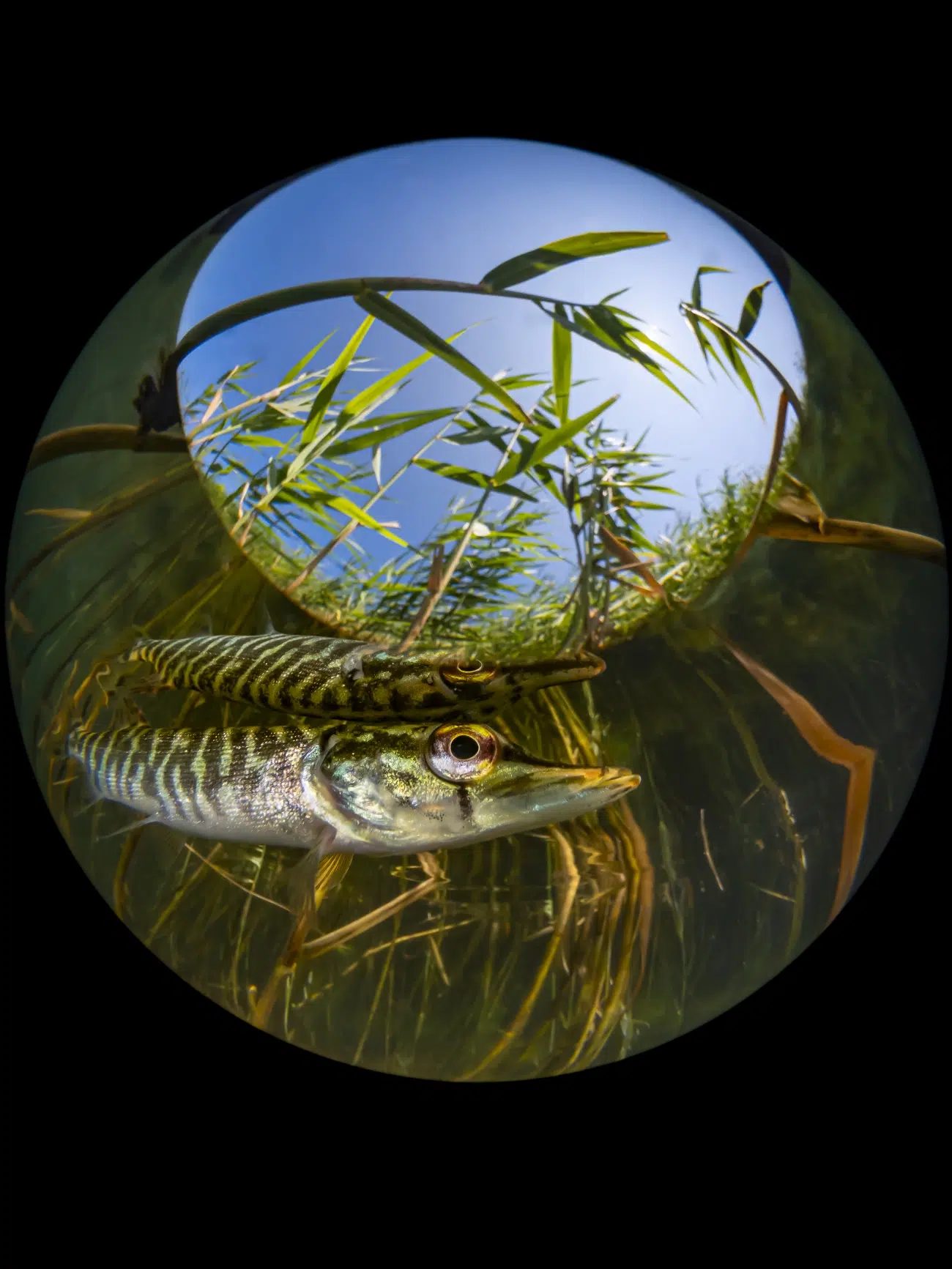 Juvenile pike in Lake Kulkwitz,