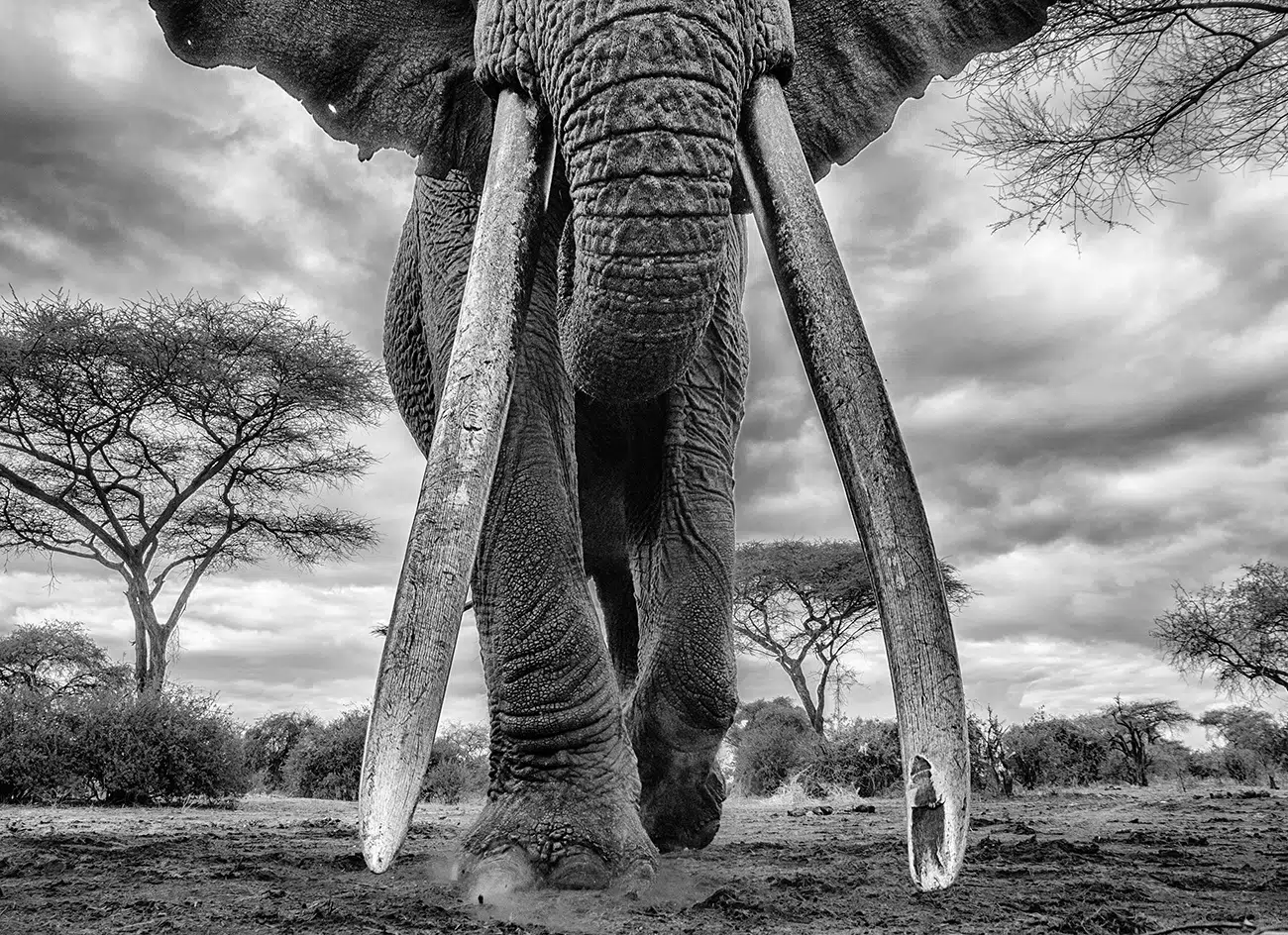 Giant Tusked Elephants by George Dian Balan