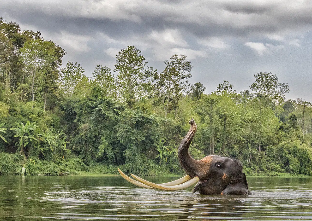 Asian elephant with giant tusks