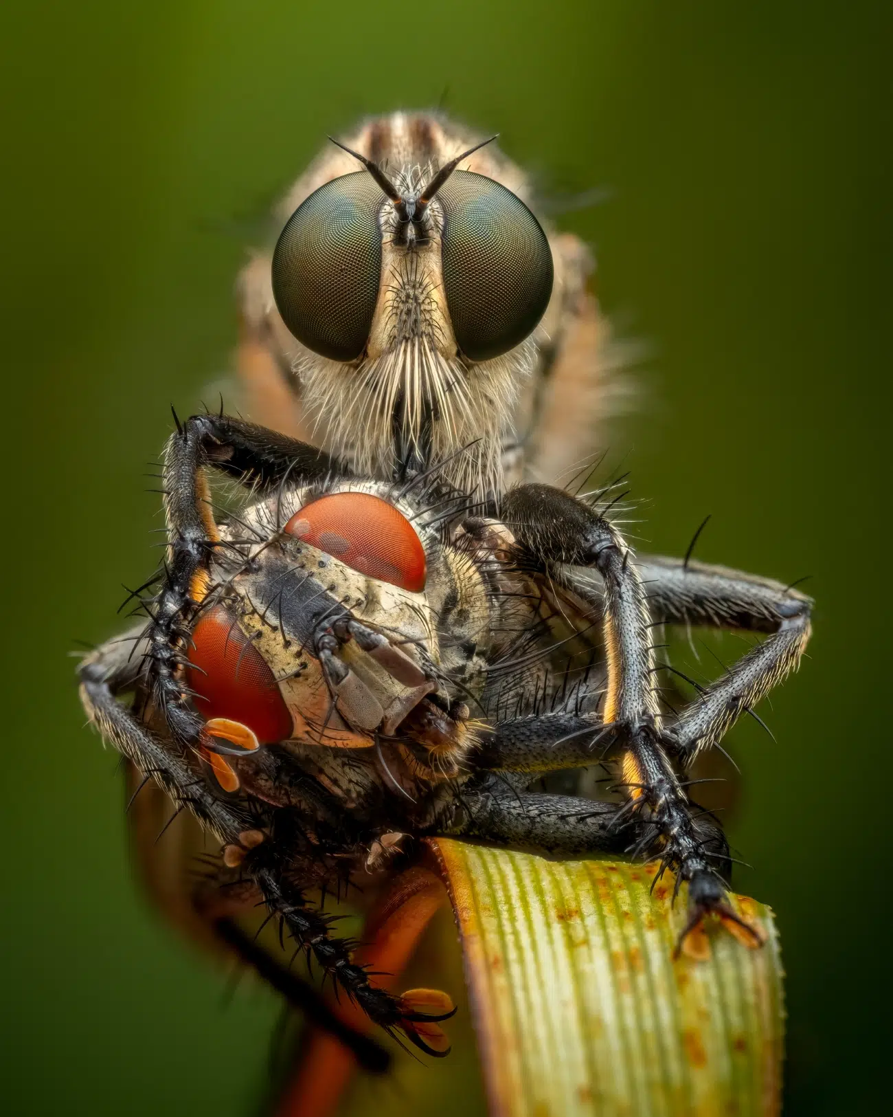 A robber fly (Asilidae sp.) feeds on a flesh fly (Sarcophagidae sp.).