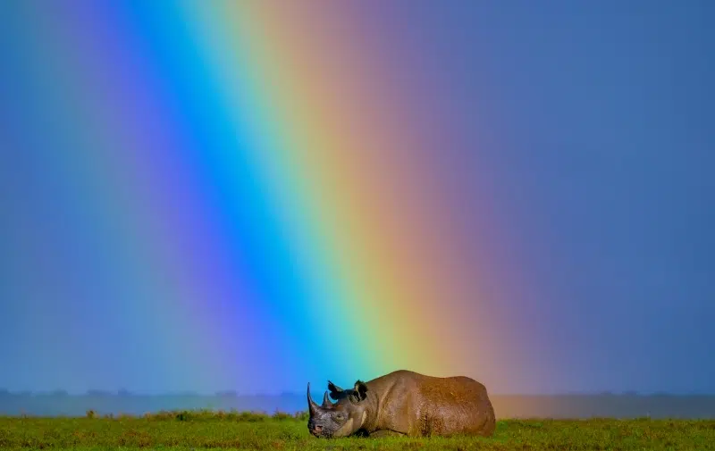 Rhino sitting under a rainbow