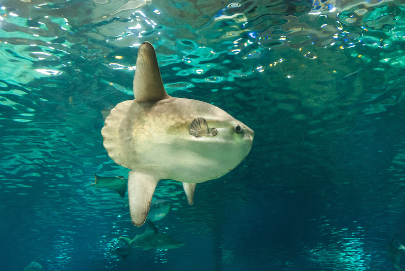 Japanese Aquarium Lonely Sunfish