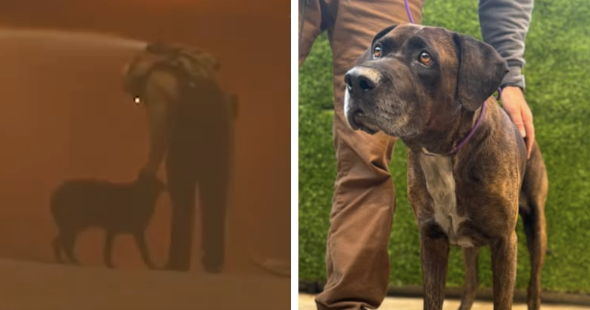 Heartwarming Video of Firefighter Comforting a Dog in the LA fires Prompts Rescue of the Lost Pet