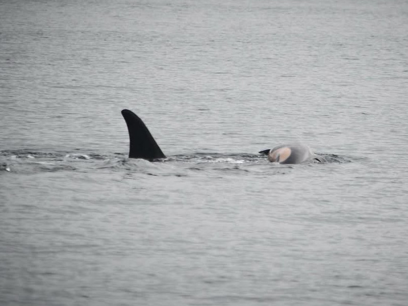 Orca carrying dead calf