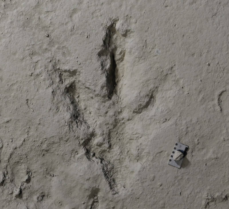 Dinosaur footprint unearthed in the UK