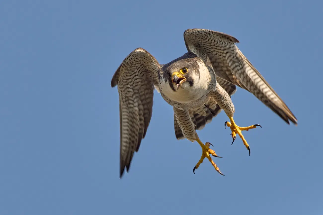 Raptor flying