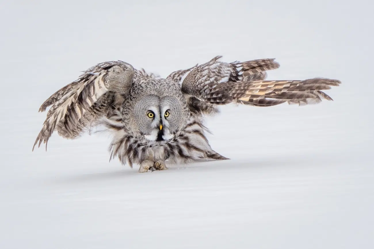 Great grey owl landing in the snow