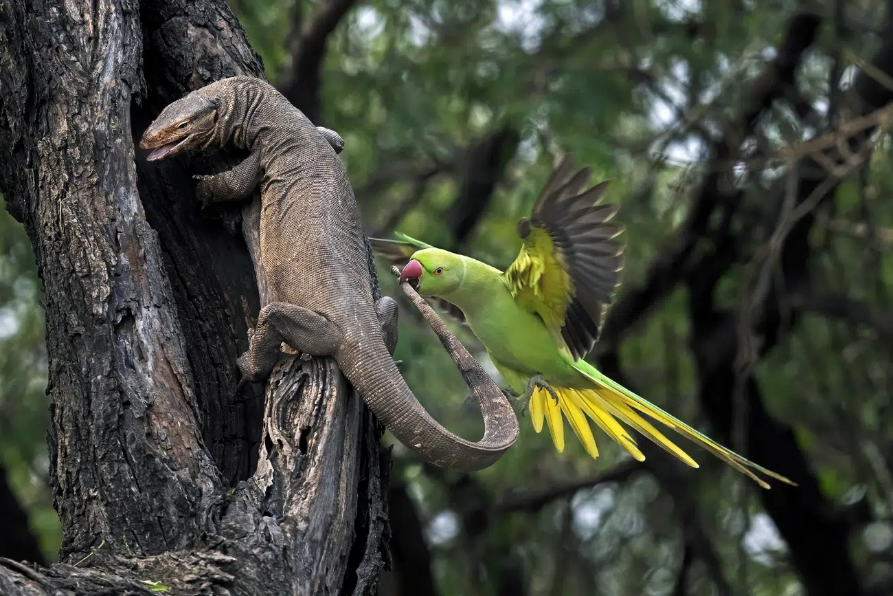 Parakeet biting a monitor lizard's tail