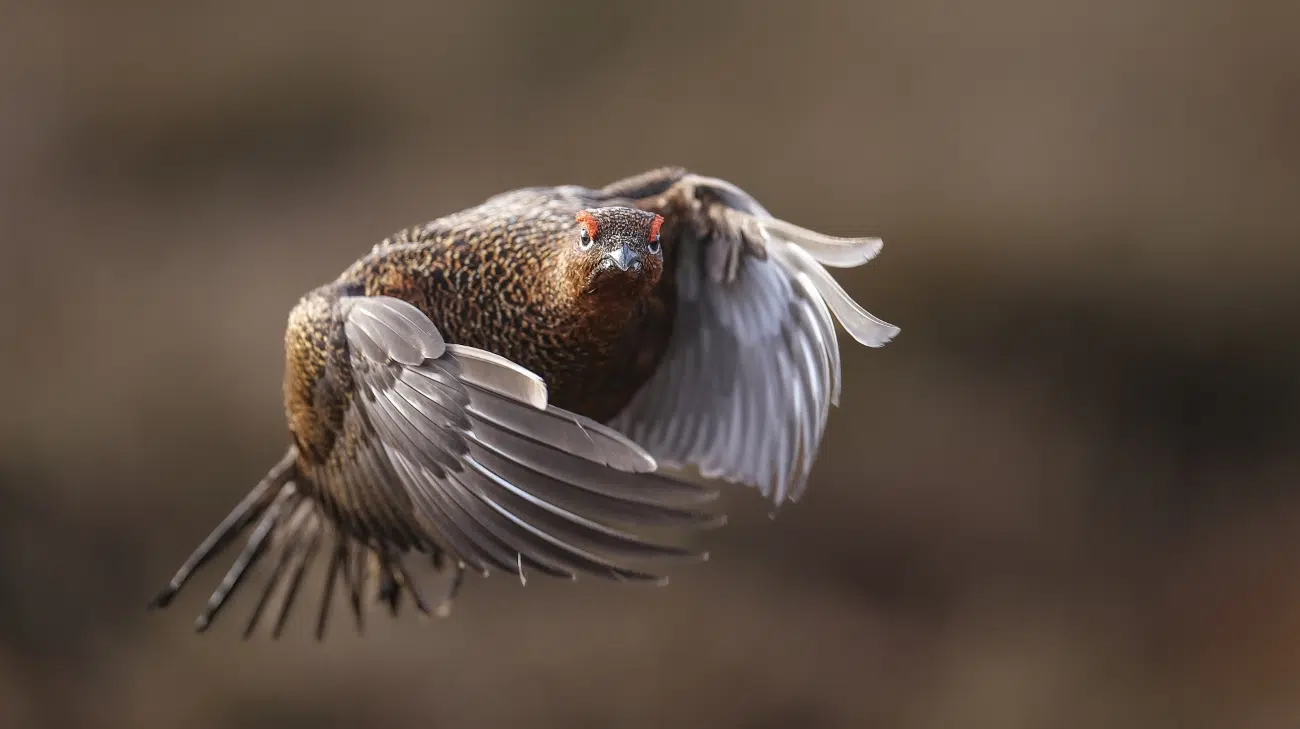 Flying red grouse