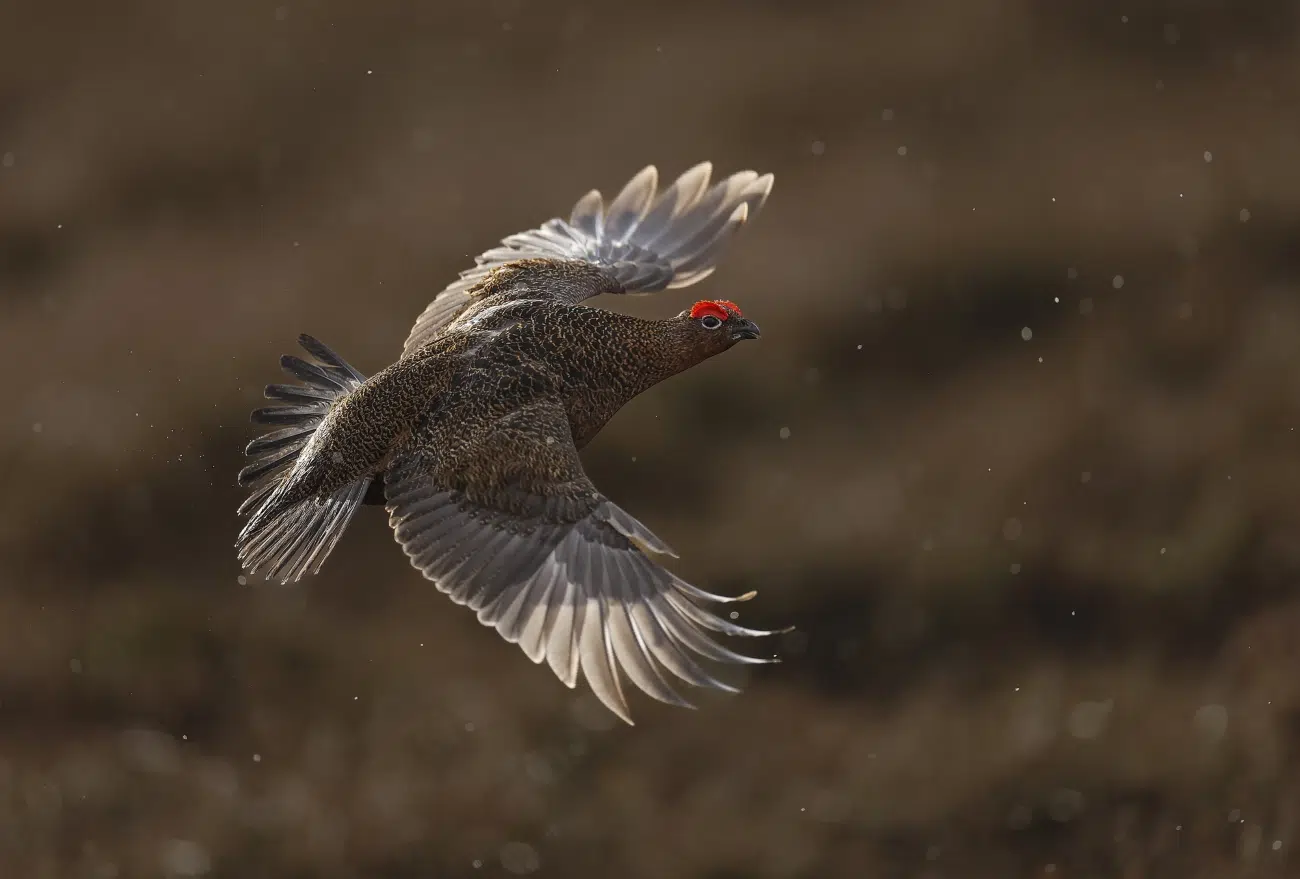 Flying red grouse