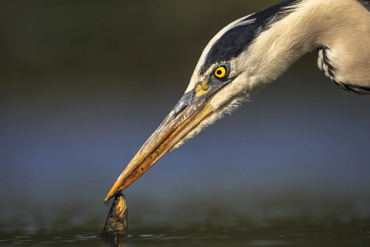 Heron eating a fish