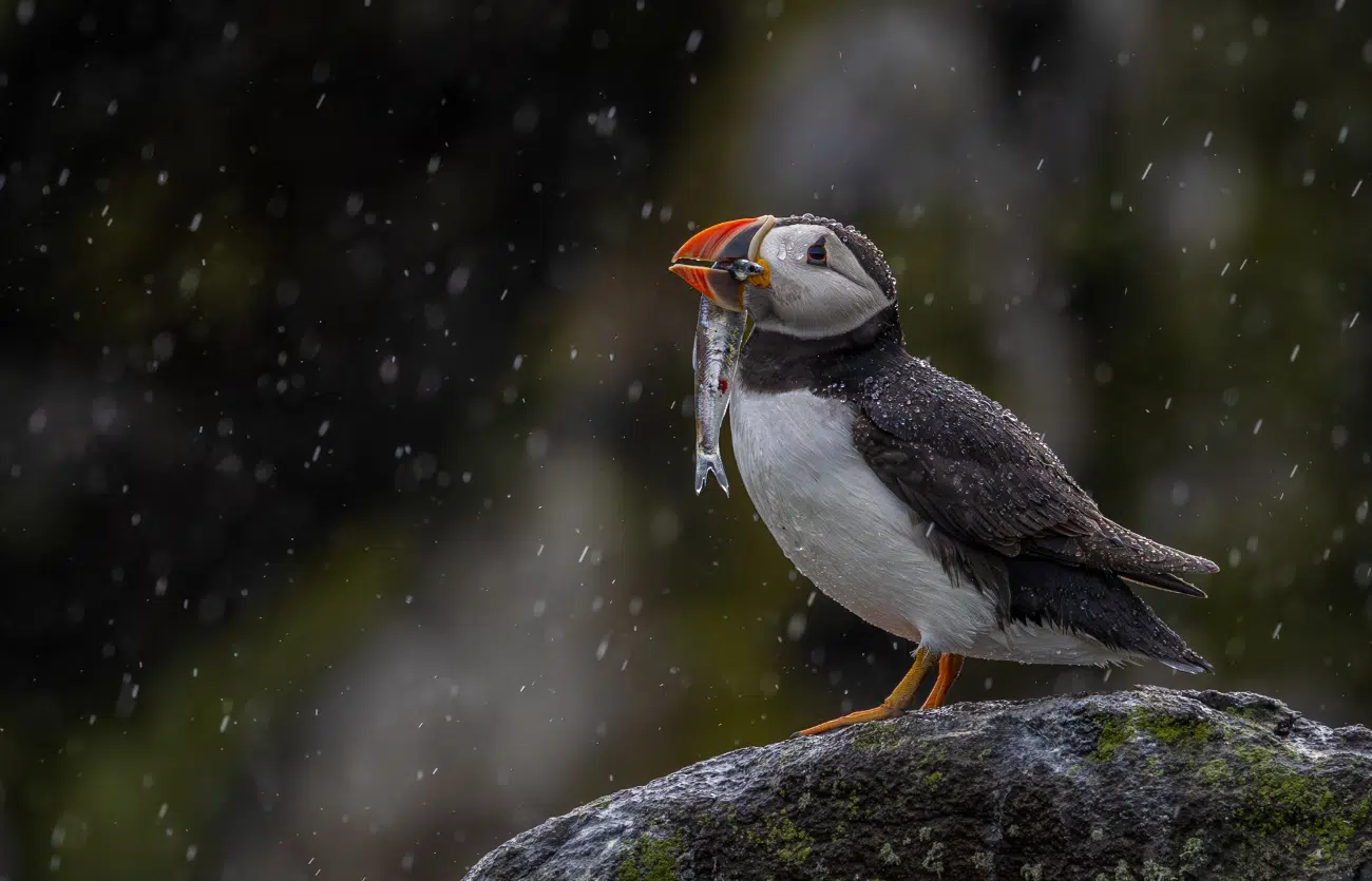 Puffin with a fish in its mouth