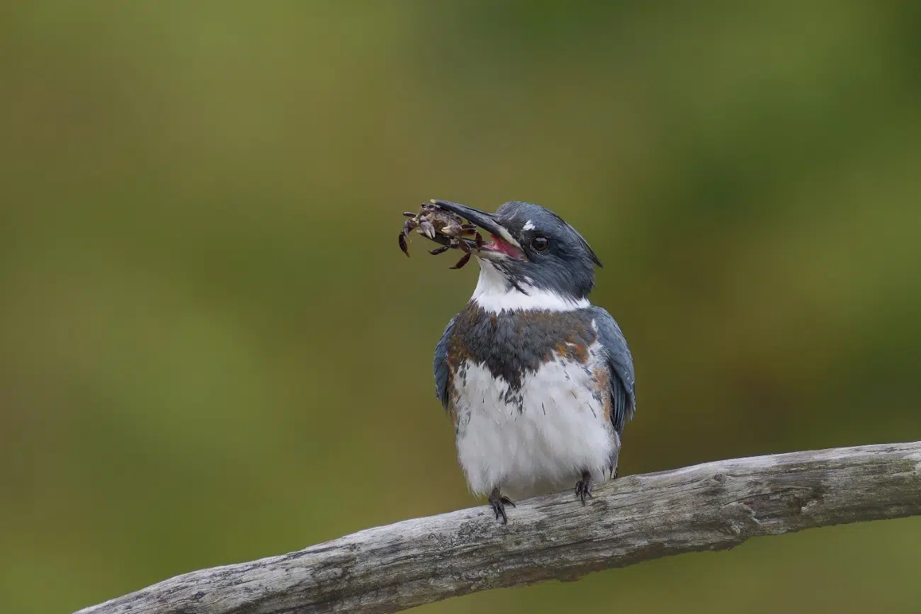 SINWP Bird Photographer of the Year 2024