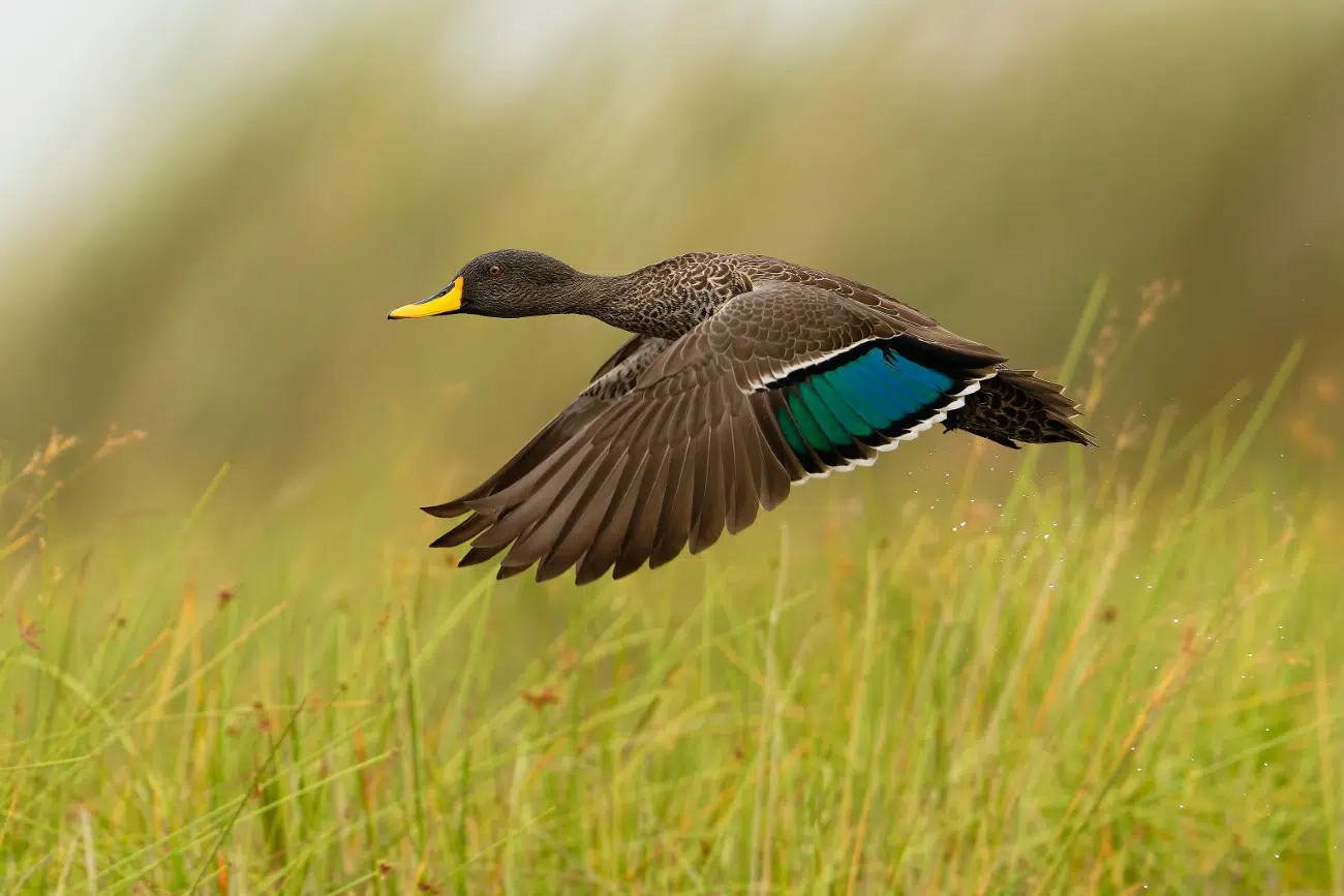 Duck in flight