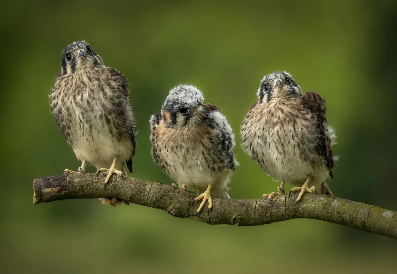 Three birds sitting on a branch