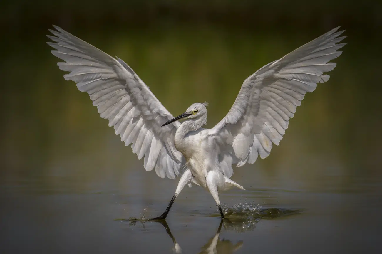 Heron with wings raised