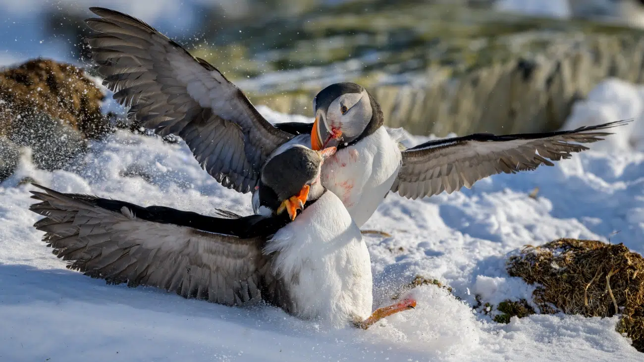 Two puffins