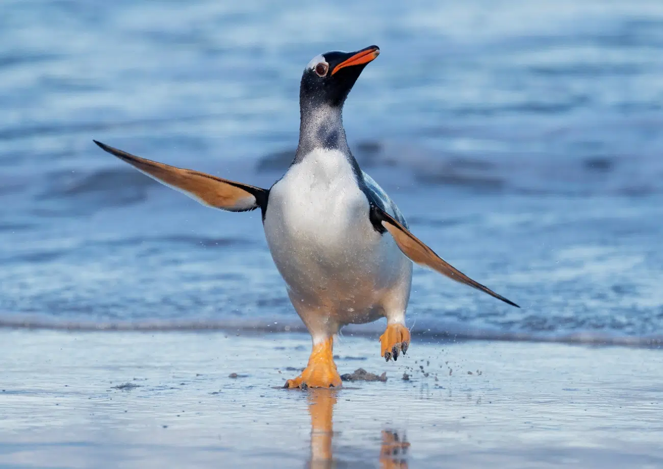 Penguin on the beach