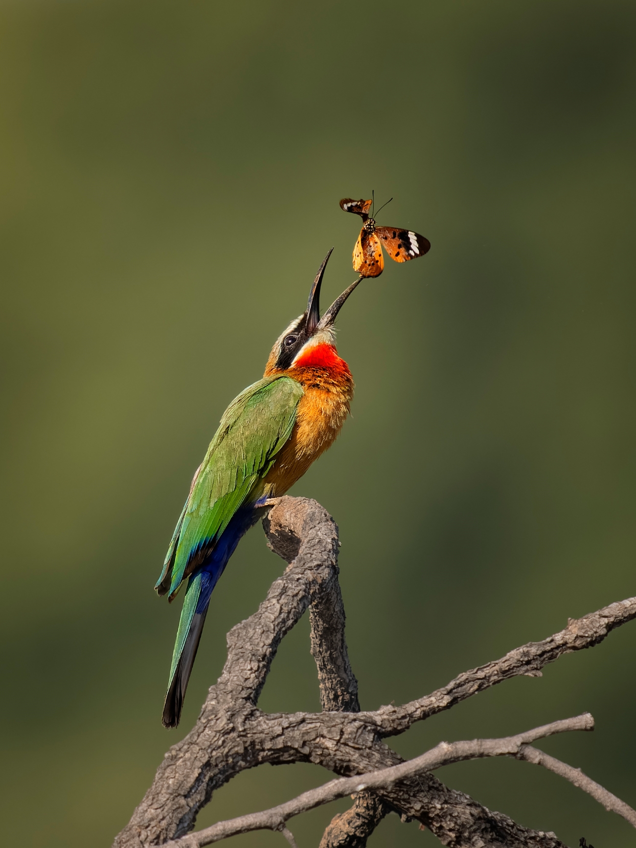 Colorful bird eating a butterfly