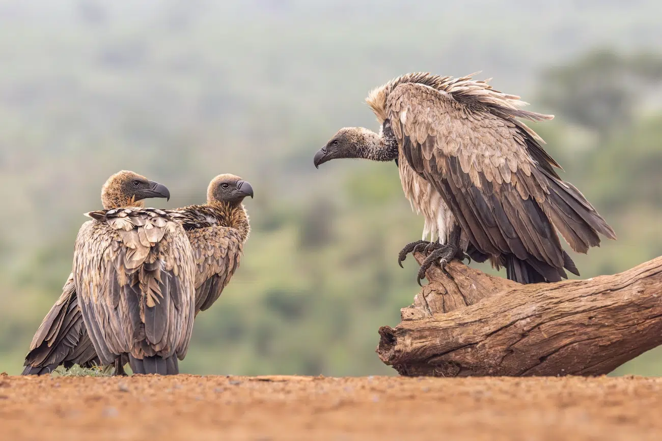 Adult and baby vultures