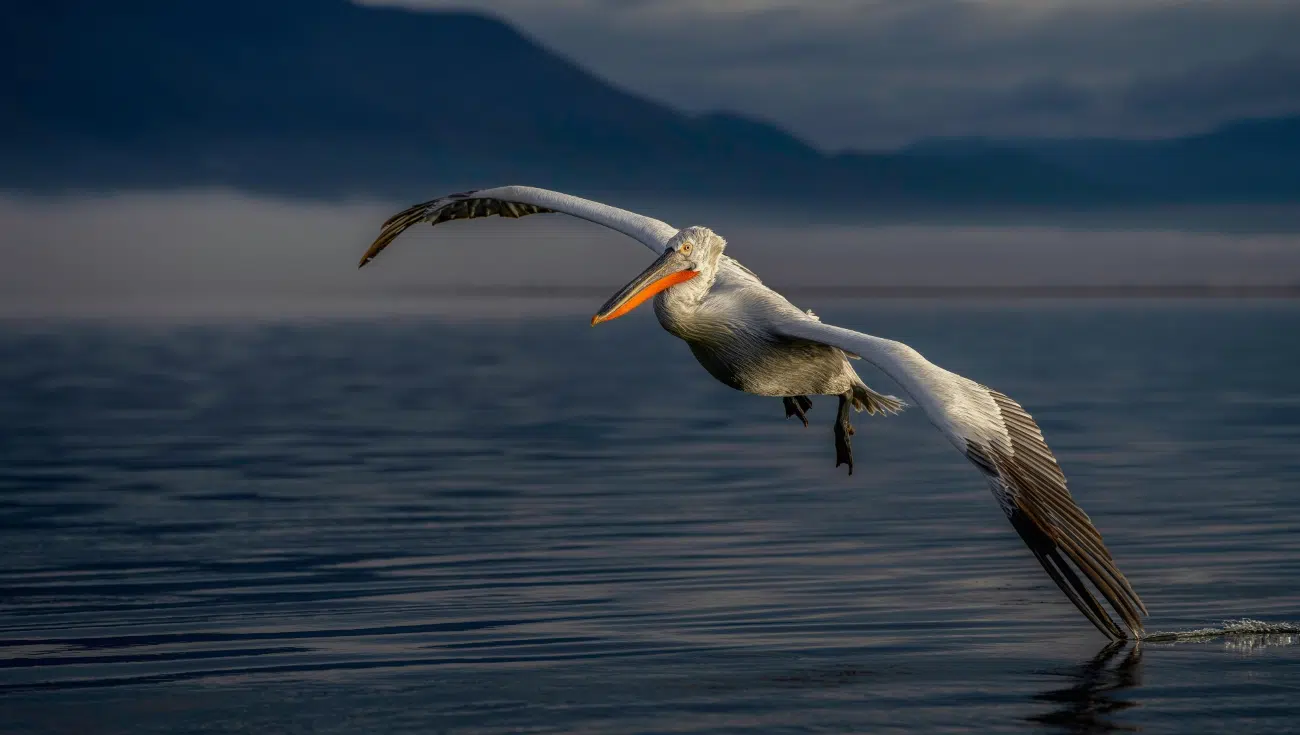 Large bird flying over the water