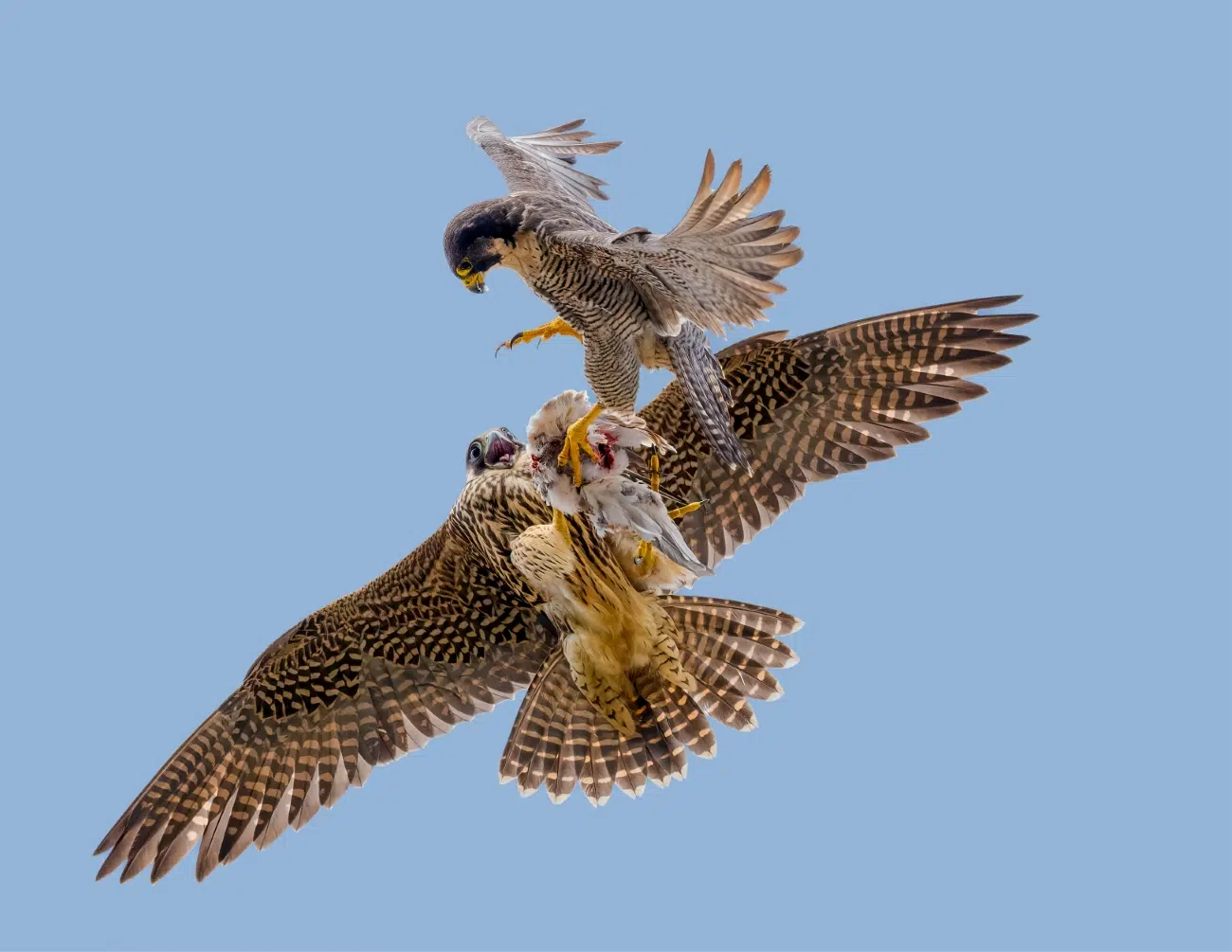 Two raptors fighting in the sky