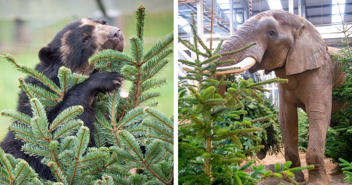 Zoos in Europe Are Saving Christmas Trees From Landfills and Repurposing Them for Animal Enrichment