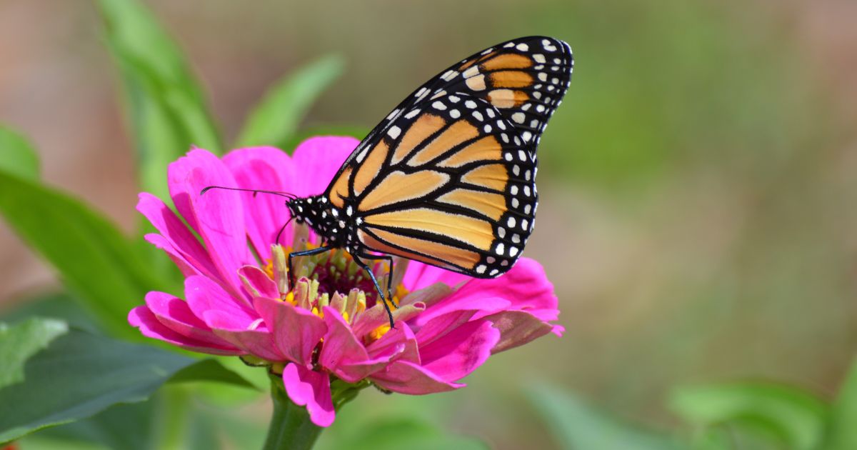 Monarch Butterfly Population Is Near a 30-Year Record Low in North America