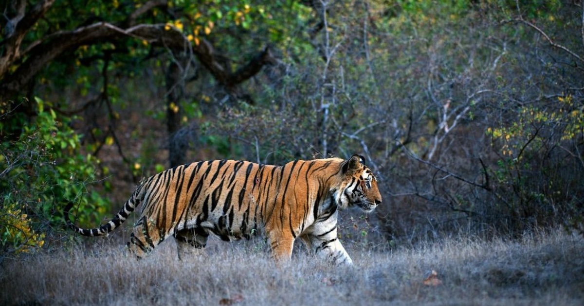 India’s Tiger Population Has Doubled Thanks To Active Wildlife Conservation