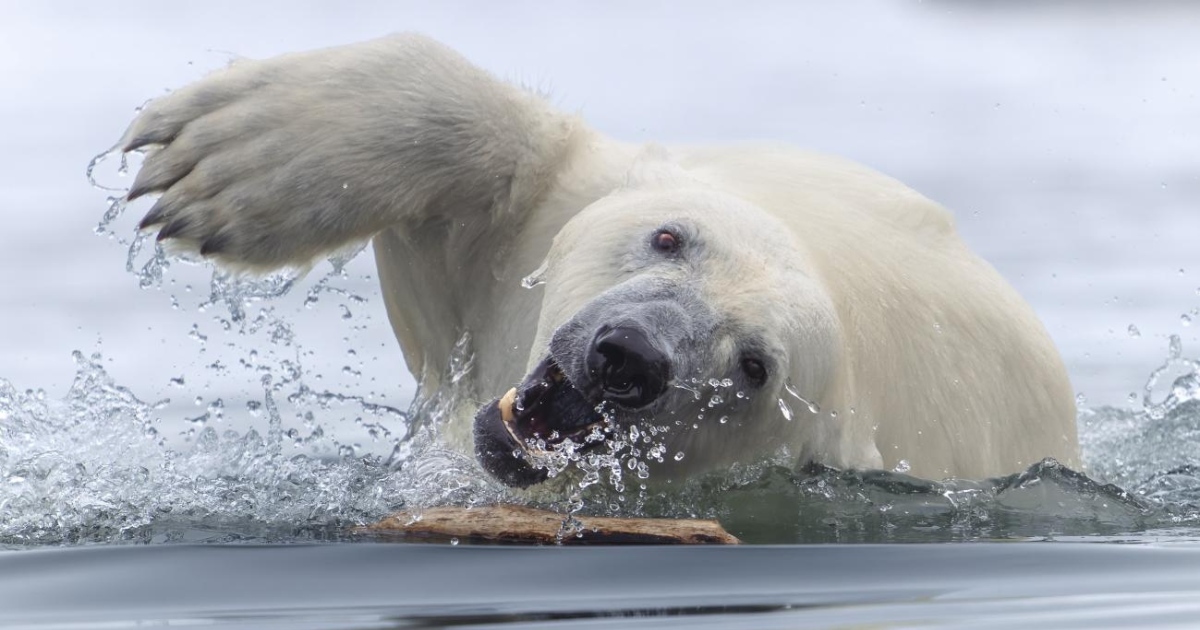 Striking Winners of the 2025 World Nature Photography Awards