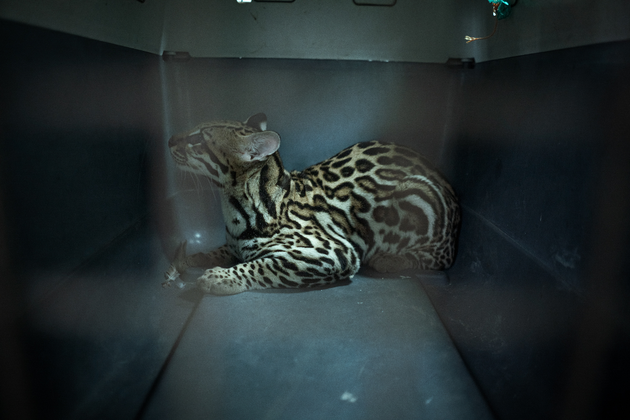 Animal Photography