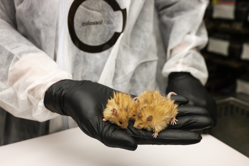 Woolly mice by Colossal Bioscience