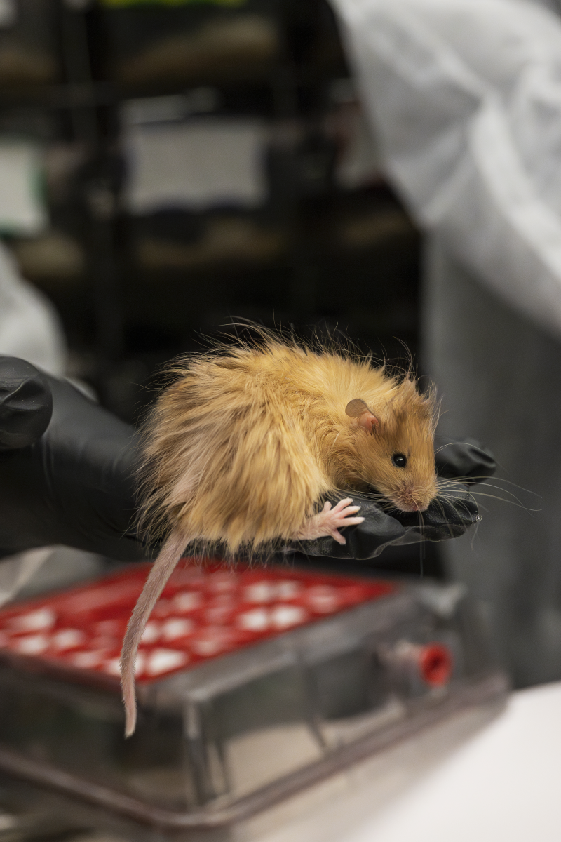 Woolly mice by Colossal Bioscience
