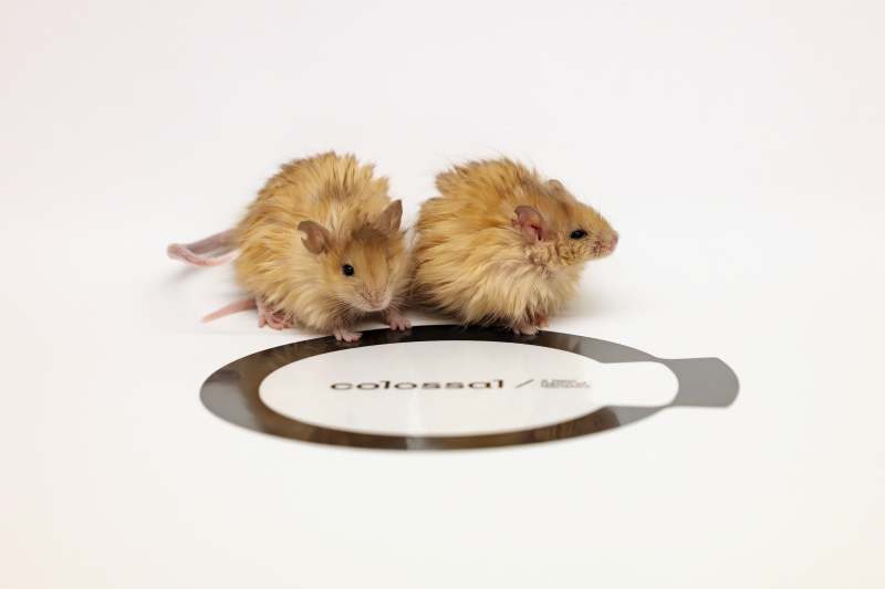 Woolly mice by Colossal Bioscience