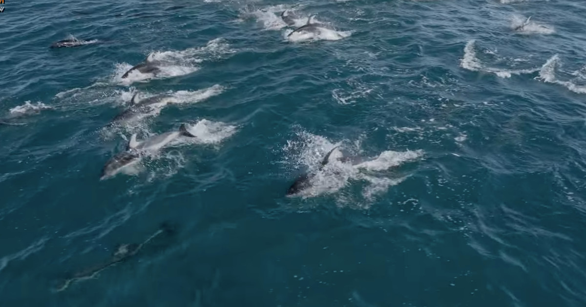 Massive Dolphin 'Super Pod' Thrills Off California Coast in Stunning Footage