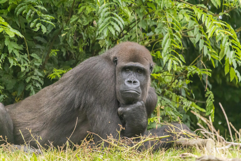 Robert Irwin Finally Settles the Viral ‘100 Men vs. One Gorilla’ Debate