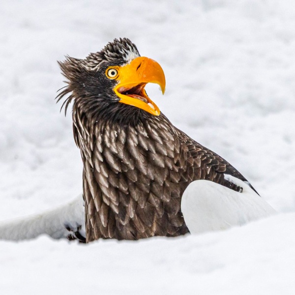 Joel Sartore s Adorable Baby Animal Portraits Fill New Book