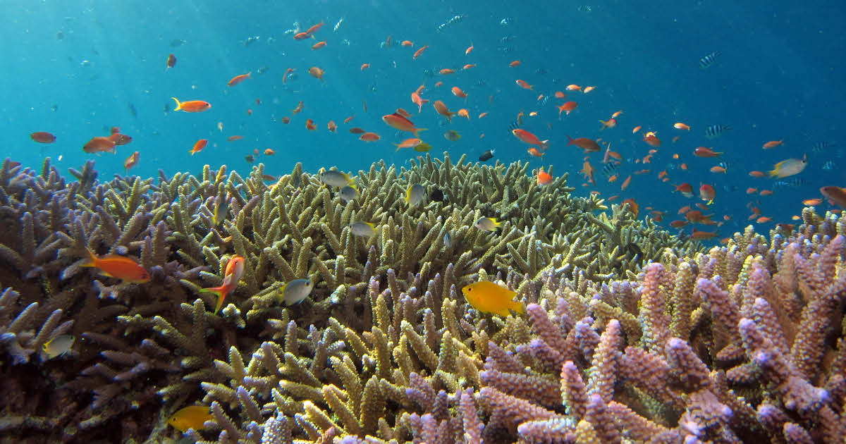 Scientists Develop a Gel Boosting Coral Reef Settlement By 20x