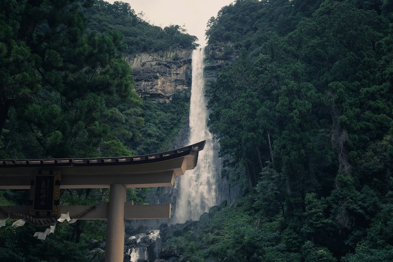 Forest Bathing Shinrin-Yoku