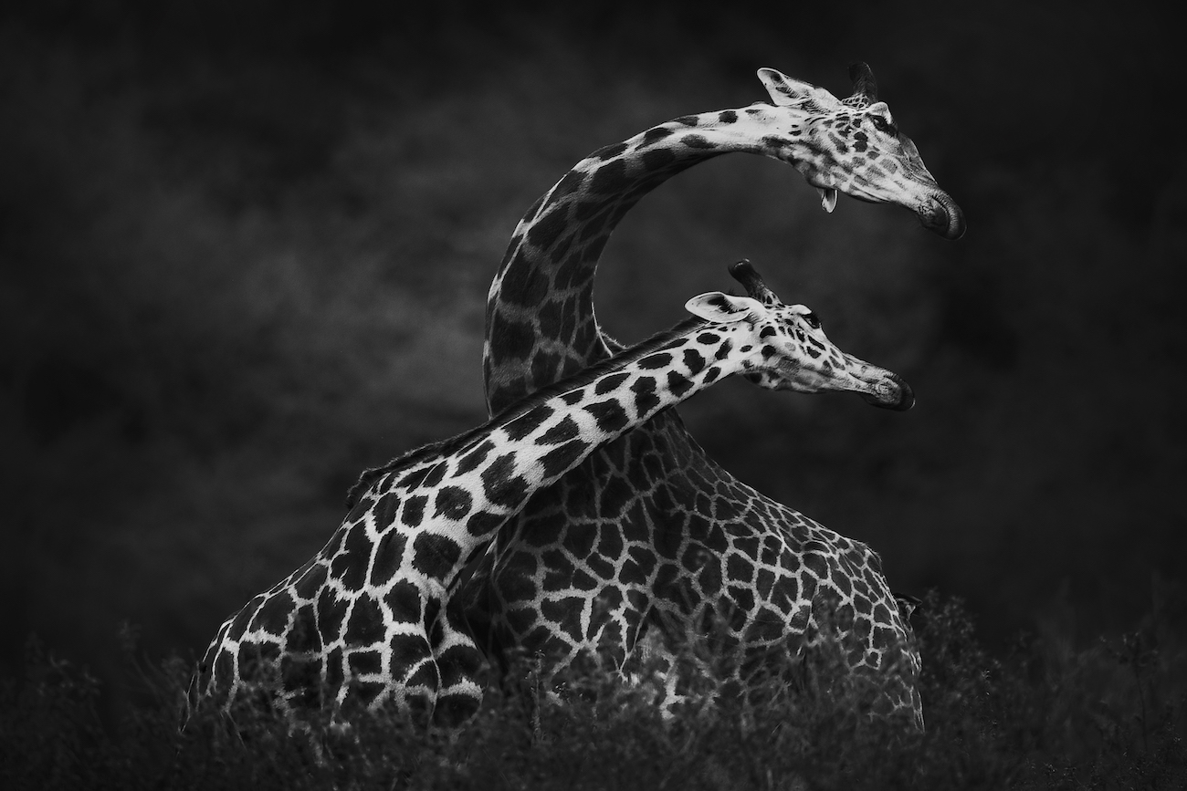 Vicki Jauron, "Giraffes Can Dance."