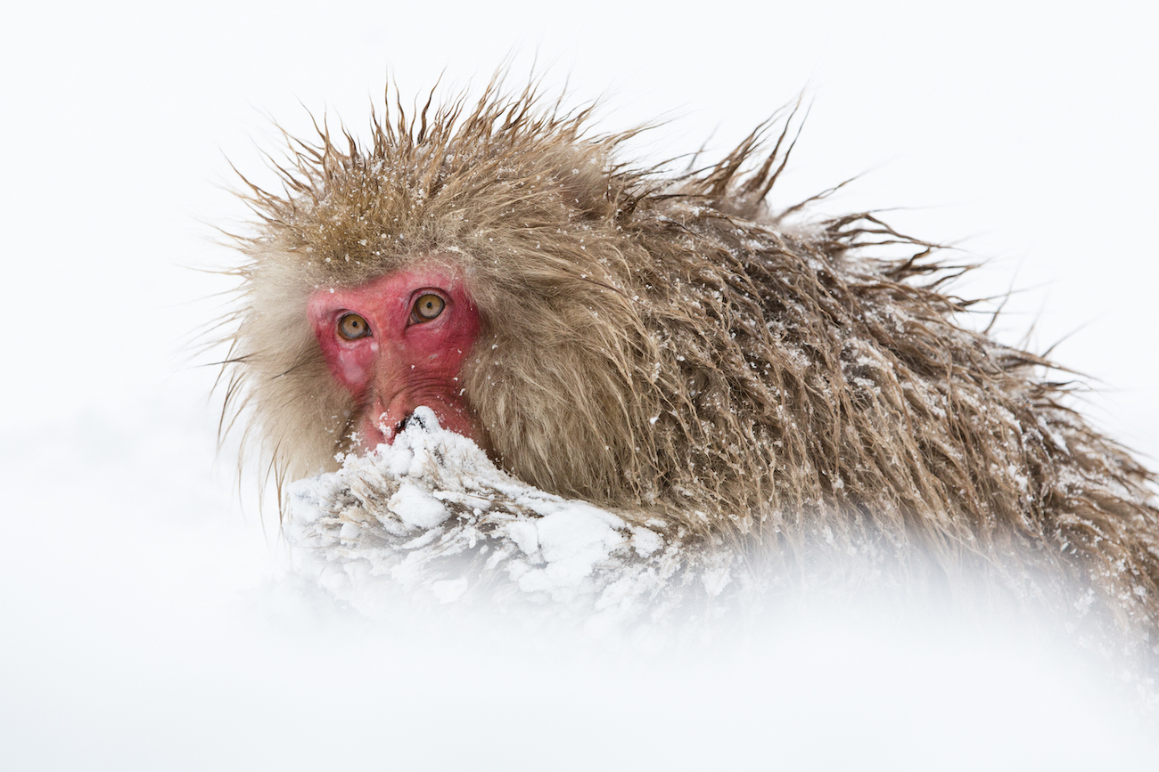 Denise Ippolito, "Mittens."