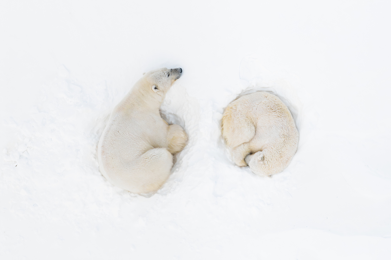 Florian Ledoux, "Polar Bear Romance."