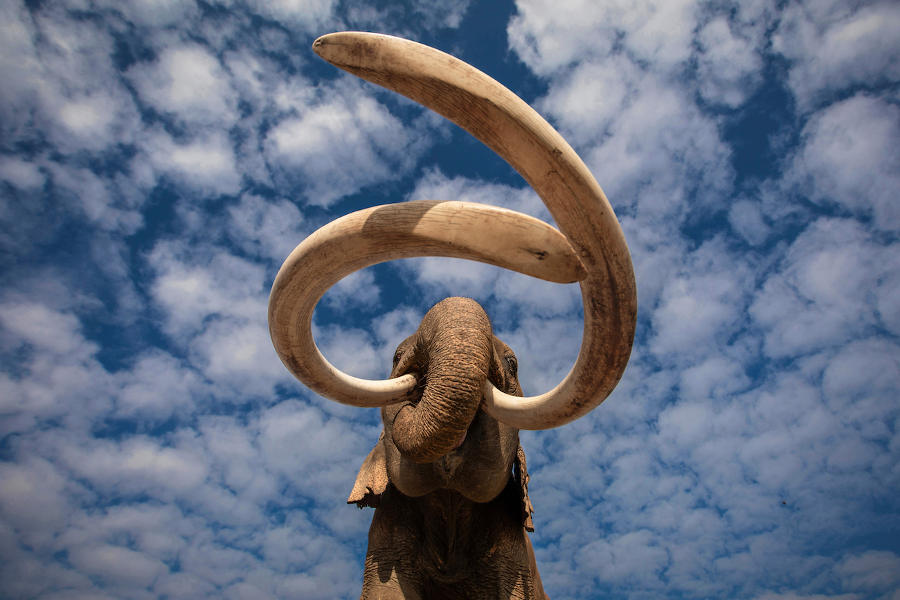 George Dian Balan, "When Mammoths Ruled the Earth."