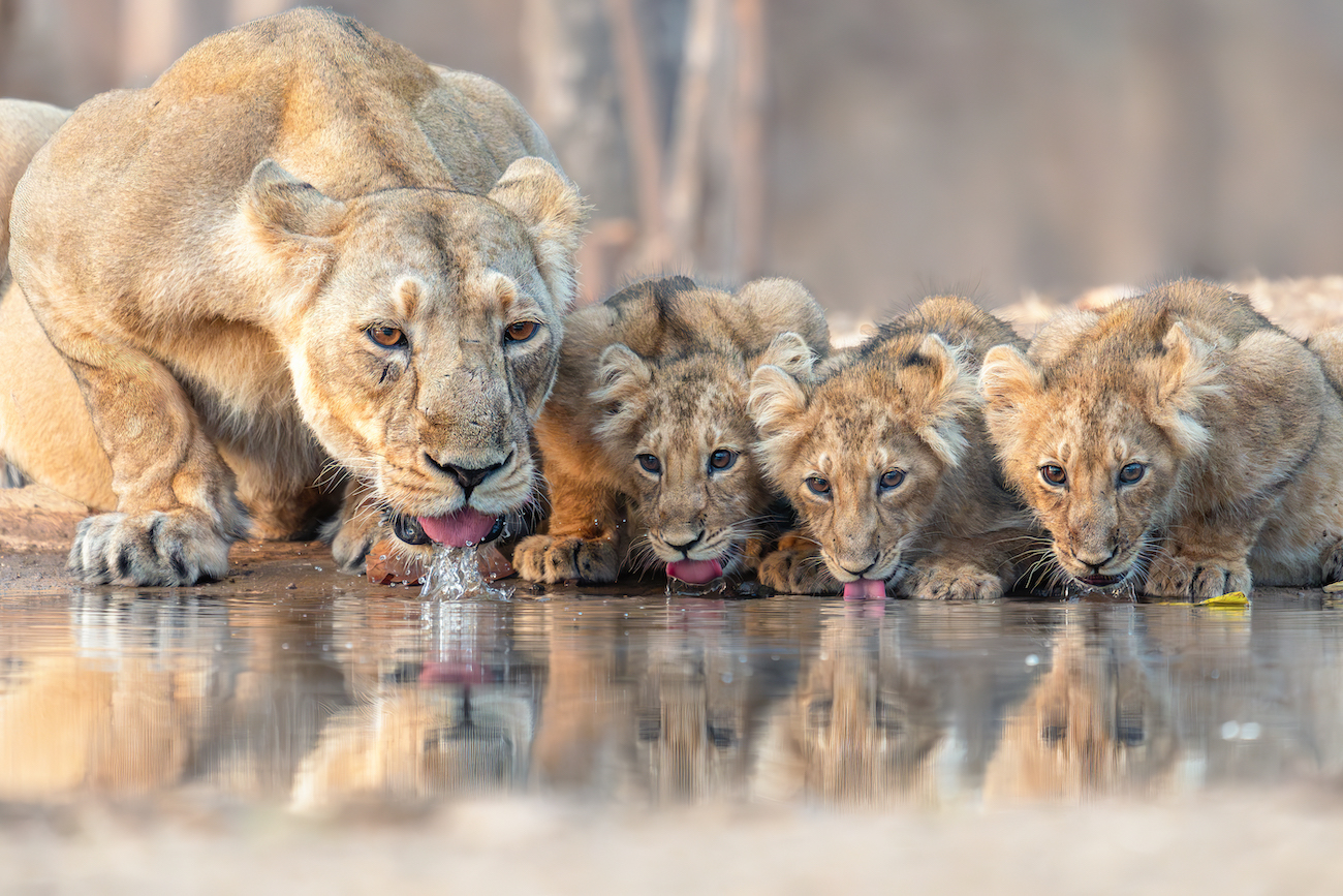Jie Fischer, "Family Gathering."