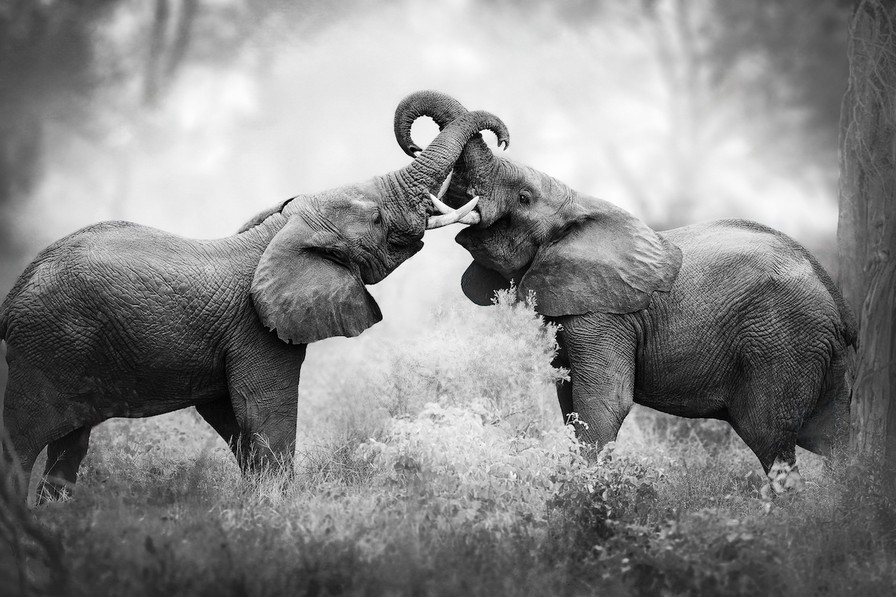 Mary Schrader, "Trunk Tangle."