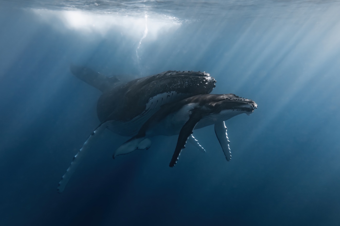 Rachel Moore, "In Her Shadow."