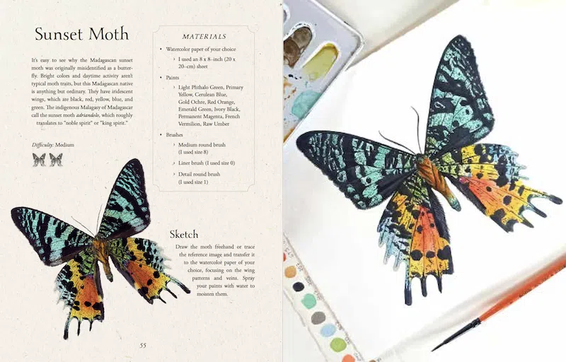 Watercolor Cabinet of Curiosities